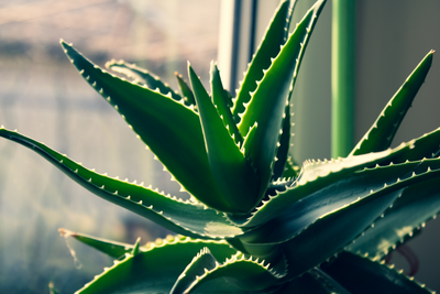 Unlocking the Benefits of aloe vera for Your Skin